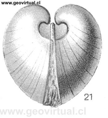 Isocardia rostrata de Fraas, 1910