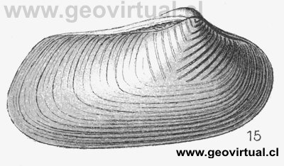 Goniomya designata =  Goniomya consignata (Fraas, 1910)