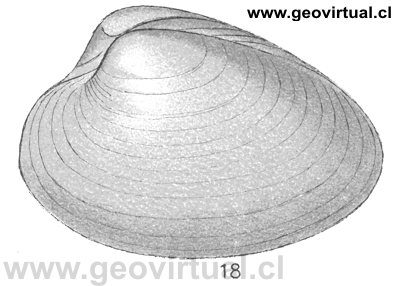 Gresslya gregaria = Myacites gregarius Ziet. de Fraas, 1910
