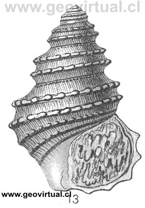 Trochus capitaneus de Fraas, 1910
