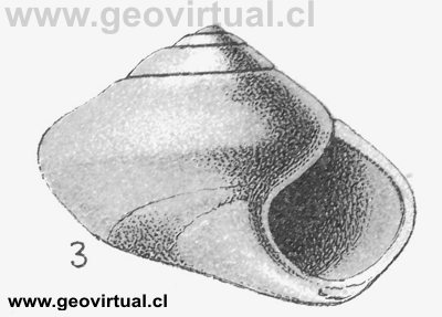 Pleurotomaria rotellaeformis (Fraas, 1910)