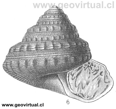 Pleurotomaria anglica (Fraas, 1910)