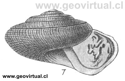 Pleurotomaria Palaemon (Fraas, 1910)