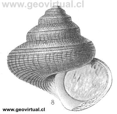 Pleurotomaria granulata de Fraas, 1910