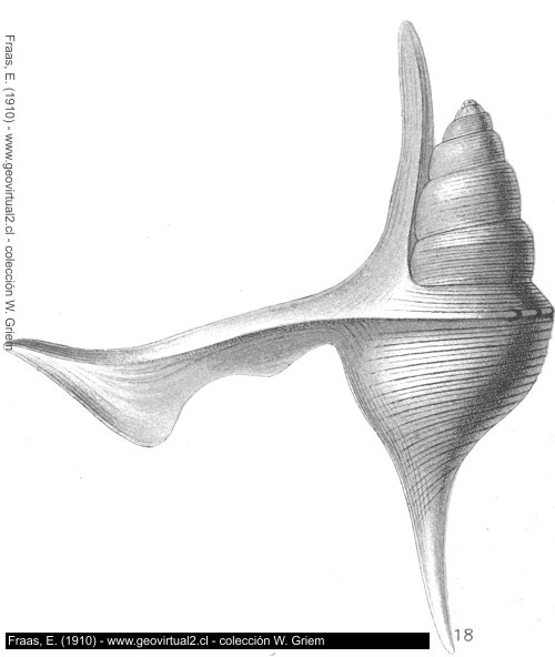 Aporrhais Buchii de E. Fraas, 1910