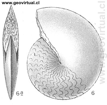 Ceratites Buchi de Fraas, 1910