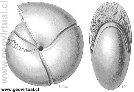 Arcestes (Johannites) cymbiformis (Fraas, 1910)