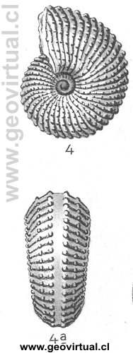 Trachyceras sp. (Aon) de Fraas, 1910