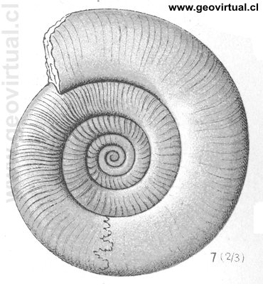Psiloceras Planorbis (Fraas, 1910)