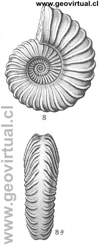 Schlotheimia angulata de Fraas, 1910