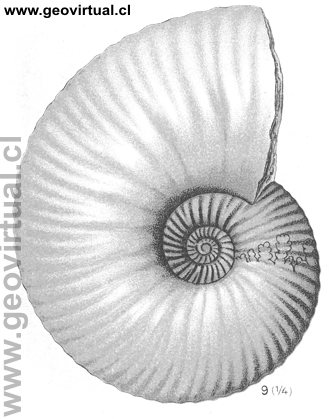 Schlotheimia Charmassei de Fraas, 1910