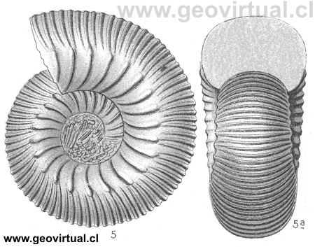 Stephanoceras sp. Sow. de Fraas