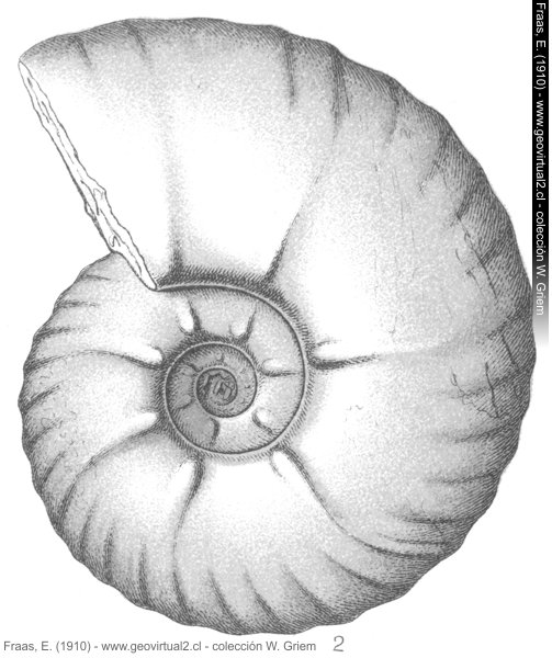 Lewesiceras peramplum - Ammonites peramplum de Fraas, 1910