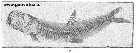Leptolepis sprattiformis de Fraas, 1910
