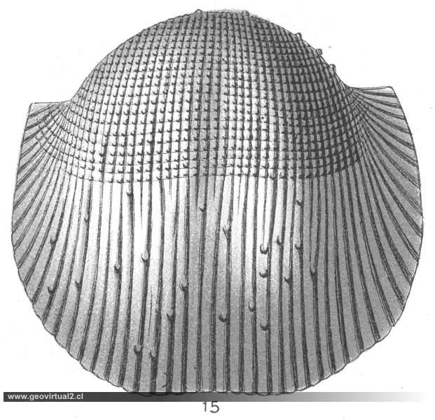 Productus - Dictyoclostus semireticulatus