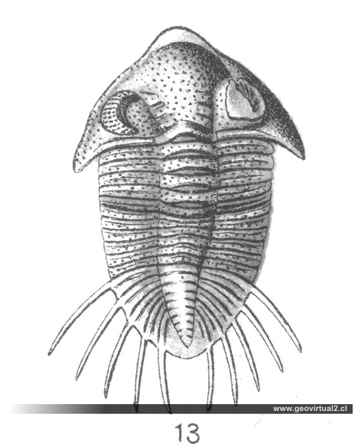 Fraas: Acidaspis, actual: Asteropyge punctata