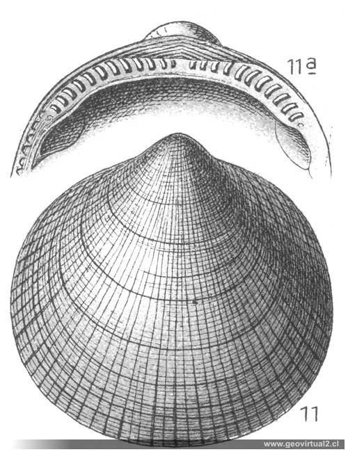 Glycymeris geinitzi de Fraas, 1910