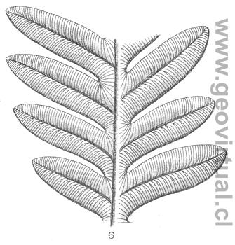 Alethopteris de Fraas, 1910