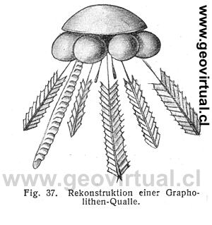 graptolites reconstrucci�n de Fraas