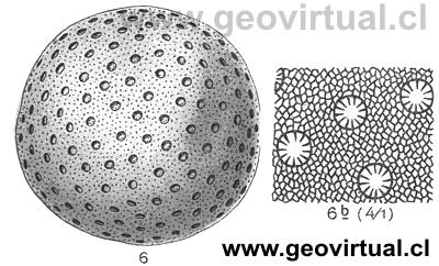 heliolites porosa (Fraas, 1910)