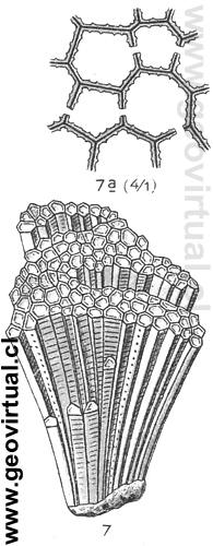 Favosites basalticus (Fraas, 1910)