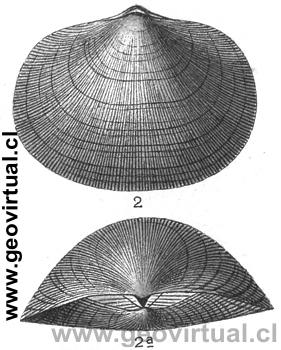 Orthis striatula