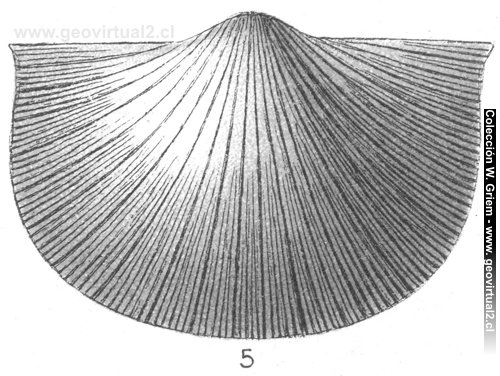 Stropheodonta según Fraas (1910)