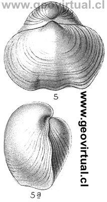 Pentamerus Galeatus Dalm. (Fraas, 1910)