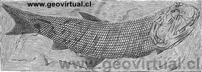 Palaeoniscus Freienslebenii (Fraas, 1910)