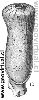 Peronella cylindrica - perodinella