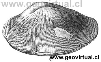 Cyclolites undulata