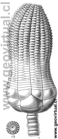 Encrinus liliiformis