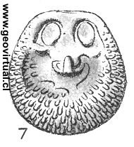 Crania nummulus