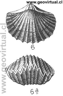 Rhynchonella "acutecosta" (Fraas, 1910)