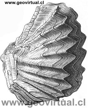 Ostrea  Lopha Marshi (Fraas, 1910)