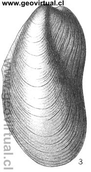 Modiola modiolata (Fraas, 1910)