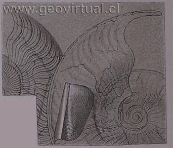 Pseudolioceras lythensis (Fraas, 1910)