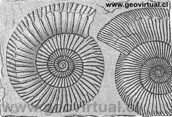 Dactylioceras communes (Fraas, 1910)
