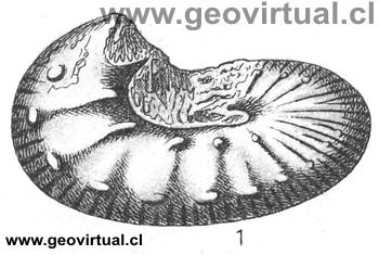 Scaphites (FRAAS, 1910)