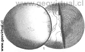 Nummulites complanatus de E. Fraas (1910)