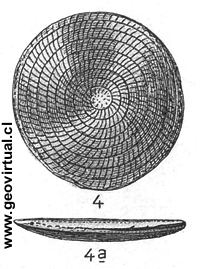 Numulites seg�n E. Fraas 1910