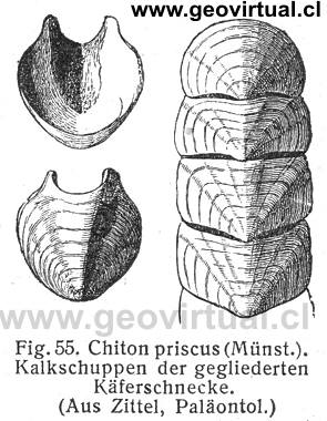 Poliplacophora - Chiton de Fraas 1910