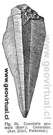 Conularia anomalia de Fraas, 1910
