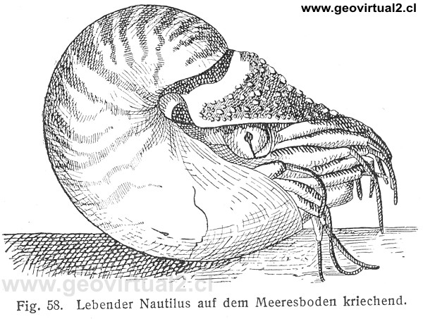 Nautilo vivo - Nautilus (Fraas, 1910)