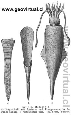 belemnites restaurado con animal