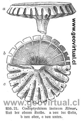Coeloptychium incicum: Haas (1902)