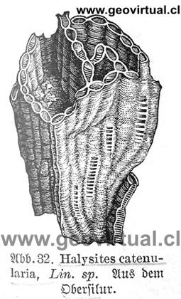 Halysites catenularia; Haas (1902)
