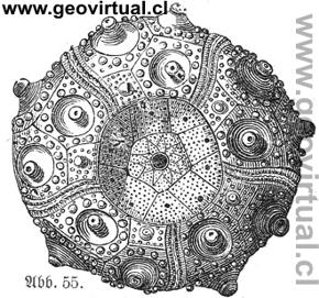 Cidaris coronata (Haas, 1902)