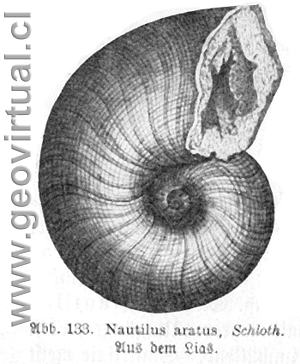 Nautilos aratus (seg�n Haas, 1902)