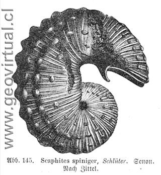 Scaphites spiniger: H.Haas (1902)